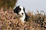 BEARDED COLLIE 100